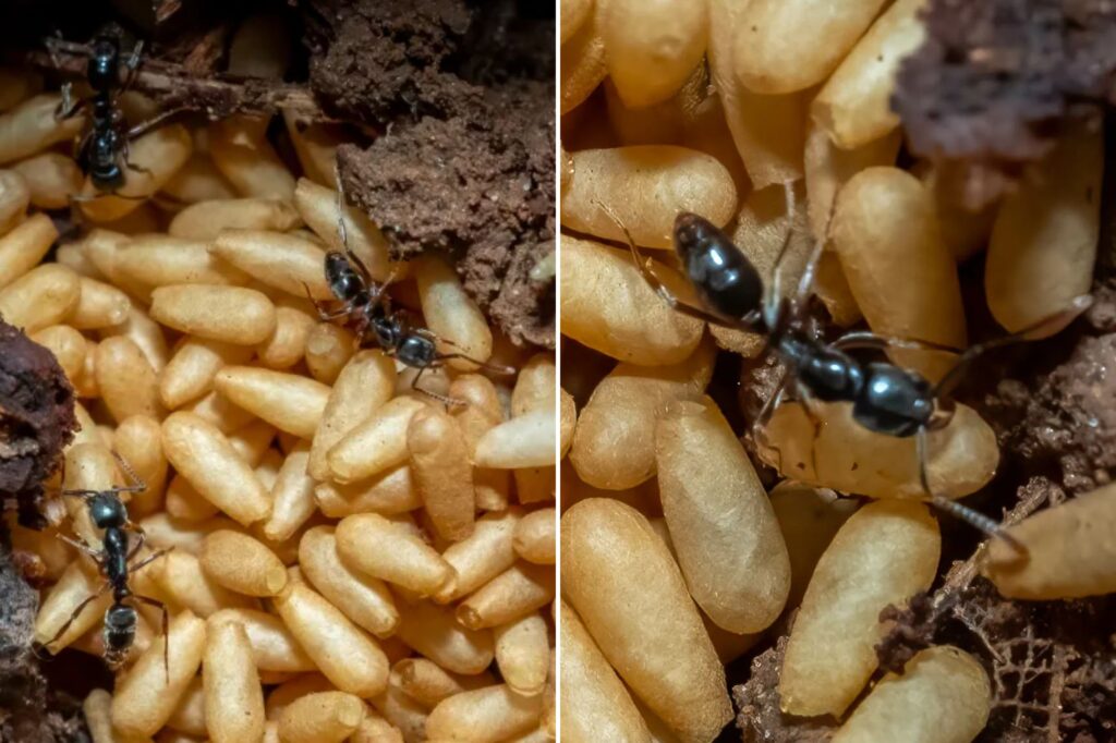 Invasive Asian insects extending through 20 North states -Americans can cause beehives, vomiting, and even death