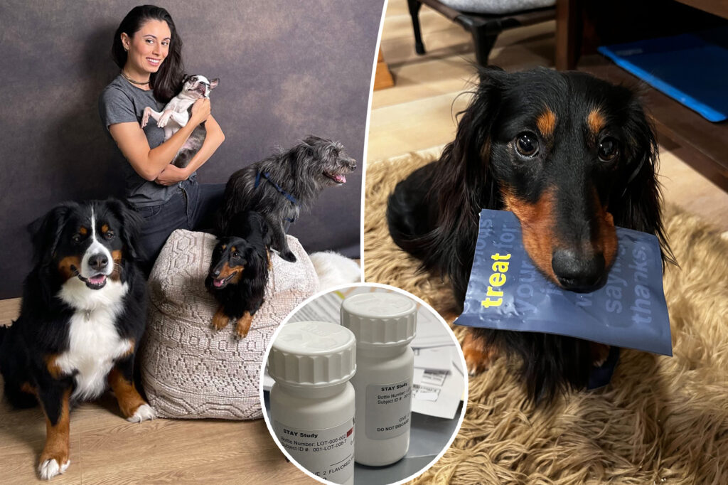 The new longevity drug for dogs could expand your pet's life and open the way for humans to live more time